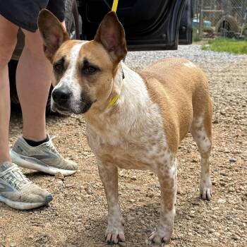 Harriet -  Cattle Dog Dog for Adoption in Columbia, South Carolina - Harriet | PetCurious