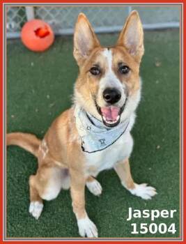 Rescue Shepherd and Border Collie Dogs for Adoption in Marietta, Georgia - Jasper (857) | PetCurious