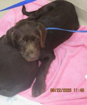 Francesca/cordelia(314) -  Pit Bull Terrier and Labrador Retriever Dog for Adoption in Marietta, Georgia - Francesca/cordelia(314) | PetCurious