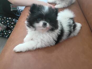 Battleship  -  Pomeranian Dog for Sale in Tuscaloosa, Alabama - Battleship  | PetCurious