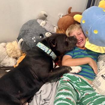 Rescue Pit Bull Terrier Dogs for Adoption in Chicago, Illinois - Luther | PetCurious