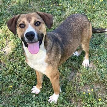Walker -  Mixed Breed Dog for Adoption in Wheeling, Illinois - Walker | PetCurious
