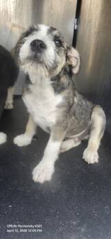 Terrier Dogs Available for Adoption in San Antonio, Texas - WINNIE | PetCurious