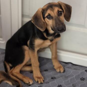 Whisper -  Hound and Mixed Breed Dog for Adoption in Blairstown, New Jersey - Whisper | PetCurious