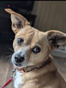 Darla -  Chihuahua Dog for Adoption in Rockford, Illinois - Darla | PetCurious