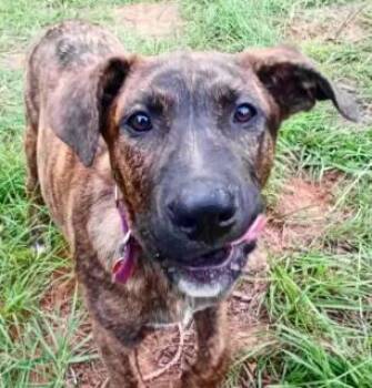 A-Skinnie -  Catahoula Leopard Dog and Labrador Retriever Dog for Adoption in Frankston, Texas - A-Skinnie | PetCurious