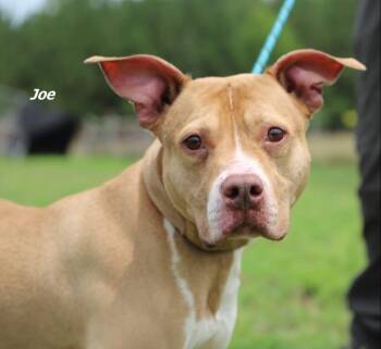 Joe -  Mixed Breed Dog for Adoption in Oxford, North Carolina - Joe | PetCurious