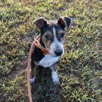 Creek -  Mixed Breed Dog for Adoption in Yellville, Arkansas - Creek | PetCurious