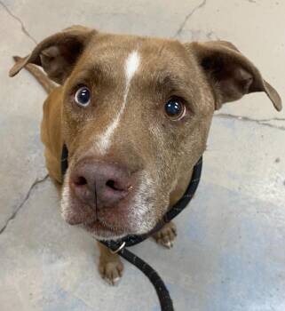 Pizza -  Pit Bull Terrier Dog for Adoption in Bryant, Arkansas - Pizza | PetCurious