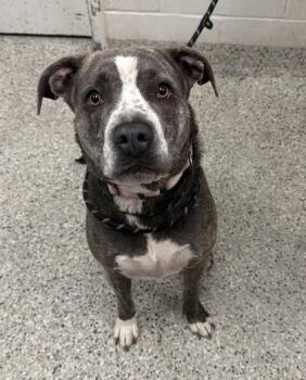 Willow -  Pit Bull Terrier and Mixed Breed Dog for Adoption in Kansas City, Missouri - Willow | PetCurious