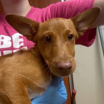 Pachito -  Mixed Breed and None Dog for Adoption in Yuma, Arizona - Pachito | PetCurious