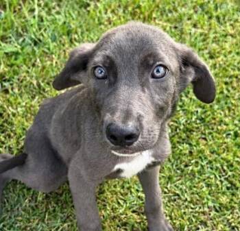 Pup Coriander -  Weimaraner and Labrador Retriever Dog for Adoption in Washington, District Of Columbia - Pup Coriander | PetCurious