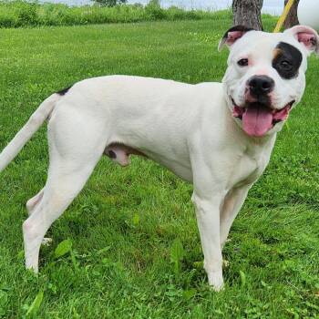 Dino -  Pit Bull Terrier Dog for Adoption in Batavia, New York - Dino | PetCurious