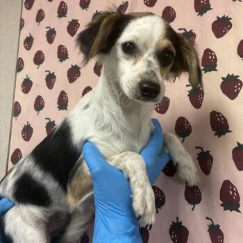 Lil Sister -  Chihuahua Dog for Adoption in San Antonio, Texas - Lil Sister | PetCurious