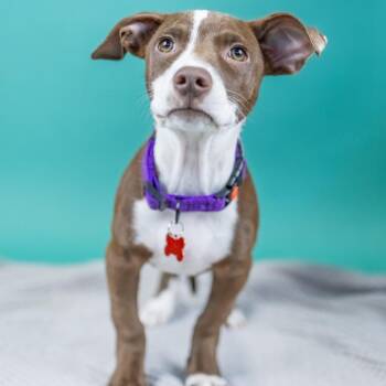 Mixed Breed Dogs Available for Adoption in Portland, Oregon - Smoky | PetCurious