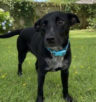 Rescue Mixed Breed Dogs for Adoption in Carrollton, Texas - Bugs | PetCurious