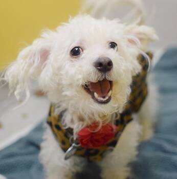 Miniature Poodle Dogs Available for Adoption - Scarlett | PetCurious