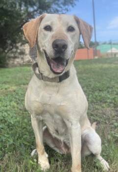 Hilda -  Labrador Retriever and Mixed Breed Dog for Adoption in San Antonio, Texas - Hilda | PetCurious