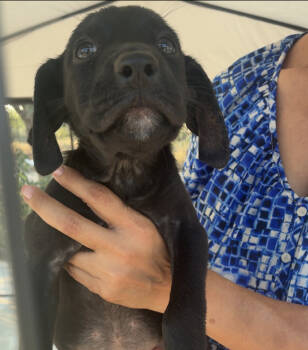 Rescue Labrador Retriever Dogs for Adoption in Broomfield, Colorado - Tardif / Betsy | PetCurious