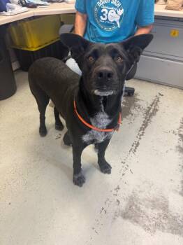 Labrador Retriever and Cattle Dog Dogs Available for Adoption in Shingle Springs, California - 26Cocoa | PetCurious