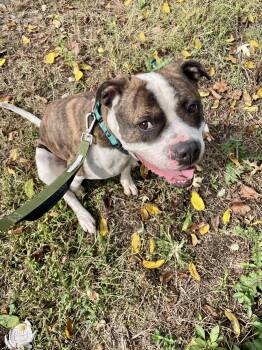 Rescue American Bully Dogs for Adoption in East Orange, New Jersey - Isaac | PetCurious