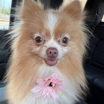 Pomeranian Dogs Available for Adoption - 2140 Faith And Pearl (bonded) | PetCurious