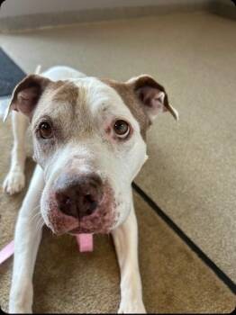 Rescue Pit Bull Terrier Dogs for Adoption in Terre Haute, Indiana - Princess | PetCurious