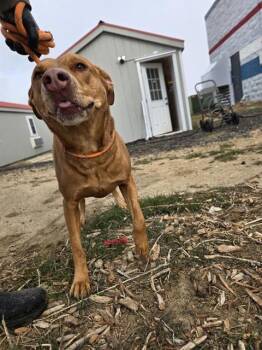 Pit Bull Terrier Dogs Available for Adoption - ATHENA | PetCurious