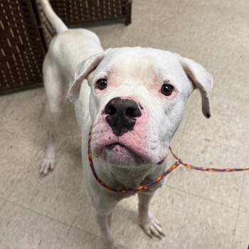 Albus -  Dogo Argentino Dog for Adoption in East St. Louis, Illinois - Albus | PetCurious
