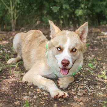Jasper -  Husky and Shepherd Dog for Adoption in Lake Jackson, Texas - Jasper | PetCurious