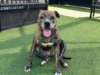 OLIVE -  Pit Bull Terrier Dog for Adoption in Tustin, California - OLIVE | PetCurious