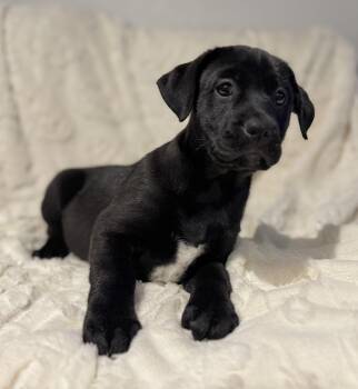 Labrador Retriever Dogs Available for Adoption - Twix | PetCurious
