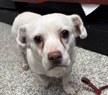 Chihuahua and Cocker Spaniel Dogs Available for Adoption - Larry | PetCurious