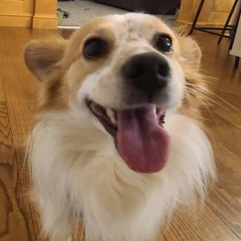 Papillon Dogs Available for Adoption in Reston, Virginia - Cute Cheerio  | PetCurious