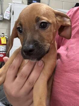 Oscar -  Beagle and Dachshund Dog for Adoption in Swainsboro, Georgia - Oscar | PetCurious