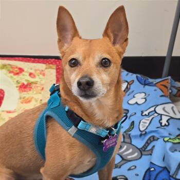 Chihuahua and Mixed Breed Dogs Available for Adoption in Milan, Illinois - Romeo | PetCurious