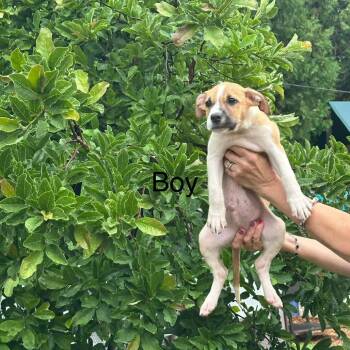Galit -  Shepherd Dog for Adoption in Chicago, Illinois - Galit | PetCurious