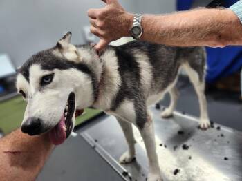 Snowflake -  Husky Dog for Adoption in Ruston, Louisiana - Snowflake | PetCurious