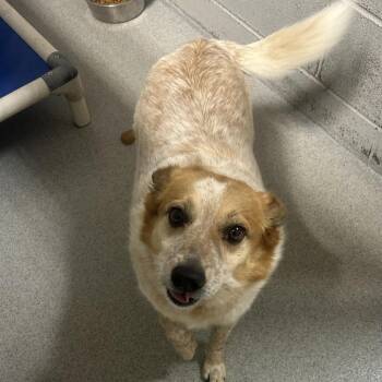 Cattle Dog Dogs Available for Adoption in Birmingham, Alabama - Fred | PetCurious