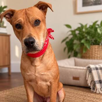 Scooby -  Labrador Retriever Dog for Adoption in Austin, Texas - Scooby | PetCurious