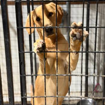 Rescue Labrador Retriever Dogs for Adoption in Fort Smith, Arkansas - Bob | PetCurious