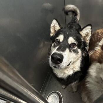 Loop -  Husky Dog for Adoption in Davenport, Iowa - Loop | PetCurious