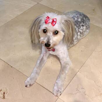 Chloe -  Yorkshire Terrier Dog for Adoption in West Palm Beach, Florida - Chloe | PetCurious