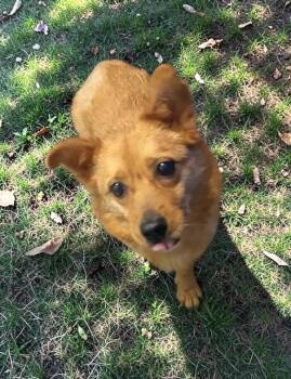 Bella -  Mixed Breed Dog for Adoption in Elyria, Ohio - Bella | PetCurious