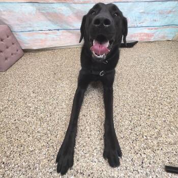 Mixed Breed Dogs Available for Adoption in Cheyenne, Wyoming - Jager | PetCurious