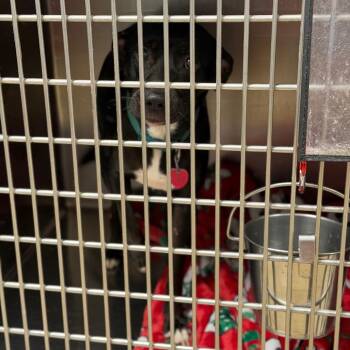 Princessa -  Pit Bull Terrier and Mixed Breed Dog for Adoption in Fort Smith, Arkansas - Princessa | PetCurious