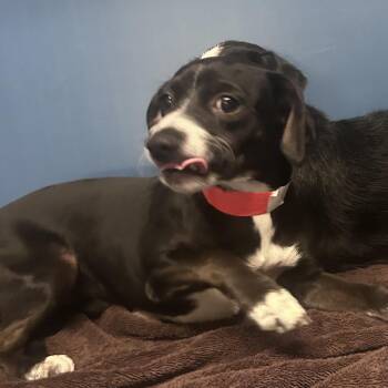 Emmeline -  Mixed Breed Dog for Adoption in Yuma, Arizona - Emmeline | PetCurious