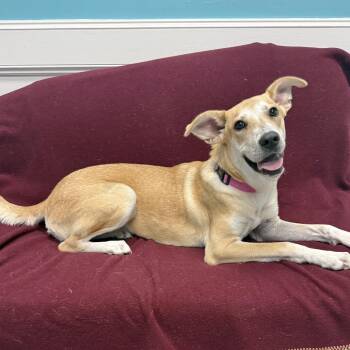 Stella -  Mixed Breed Dog for Adoption in Houston, Texas - Stella | PetCurious