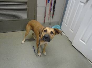 Rescue Labrador Retriever and Hound Dogs for Adoption in Hopkinsville, Kentucky - Aj | PetCurious