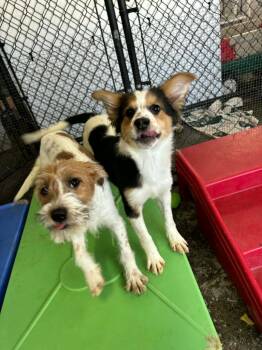 Terrier and Mixed Breed Dogs Available for Adoption - Abby | PetCurious